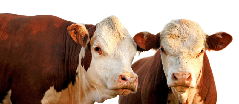 cow-min