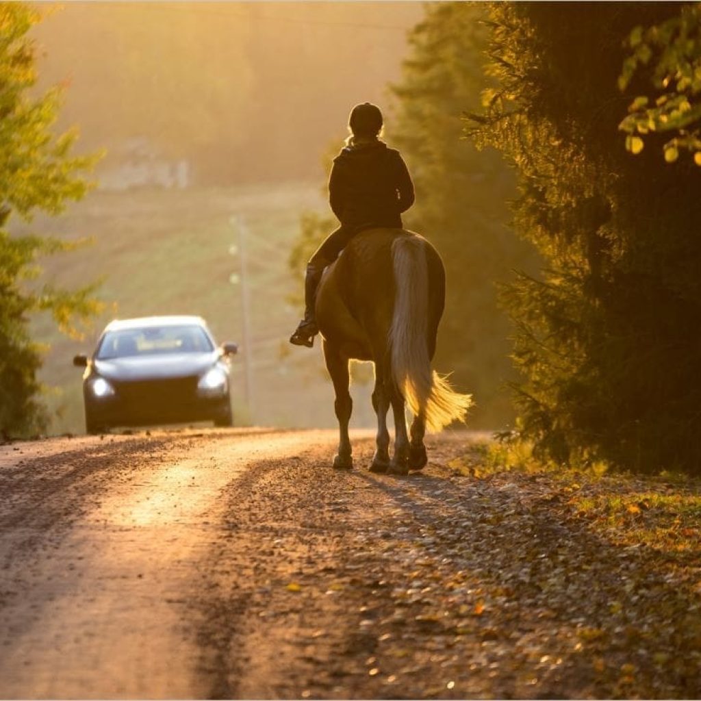 horse-on-road